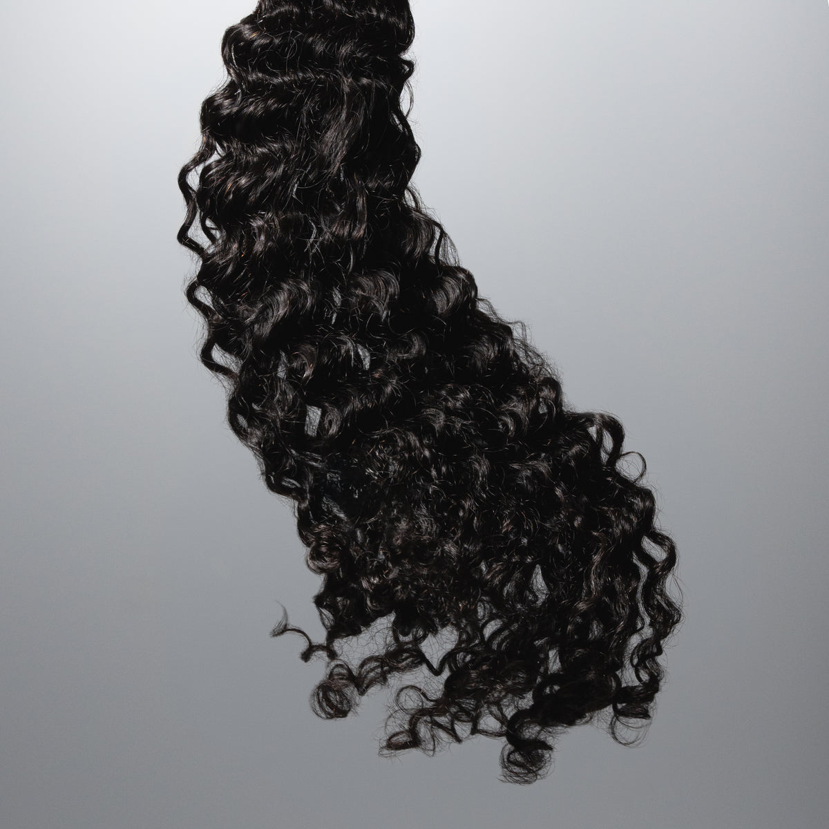 Signature Burmese Curly