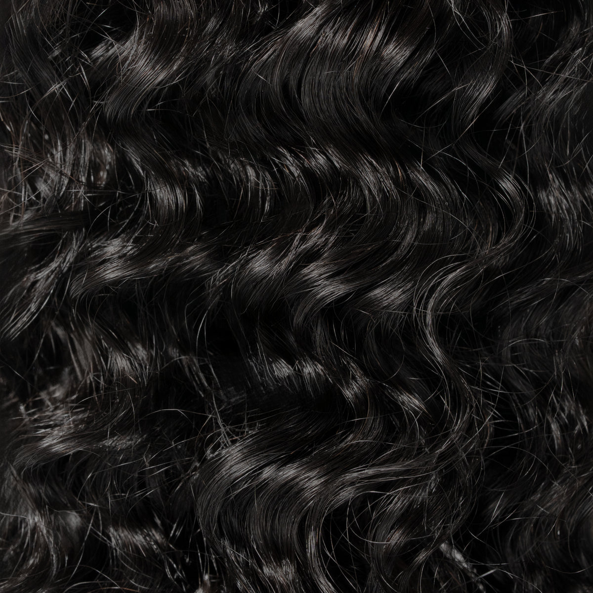 Signature Burmese Curly
