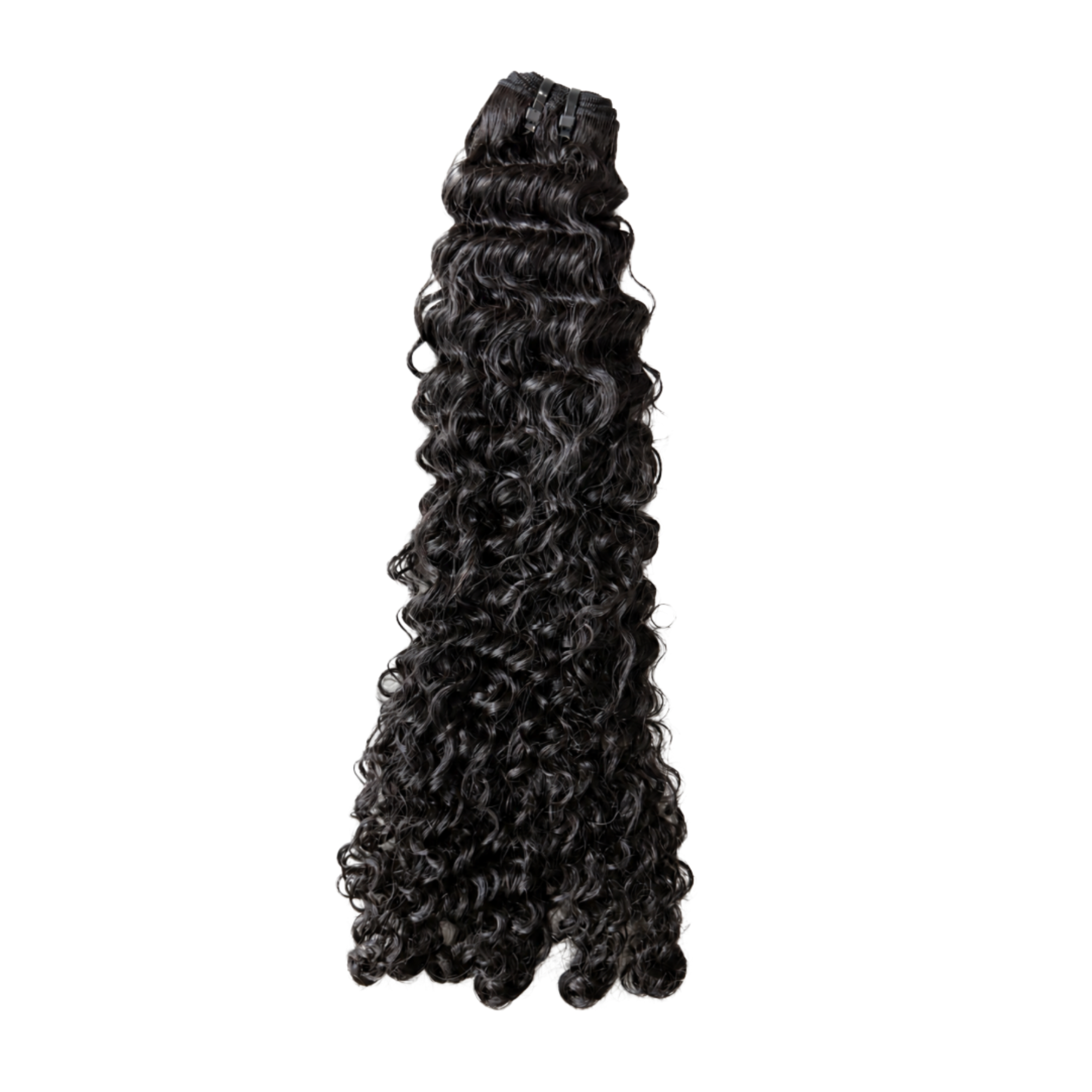 Signature Burmese Curly